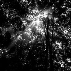 the sun shines through the trees in black and white