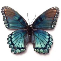 a blue butterfly with brown spots on it's wings and back wing, sitting on a white surface