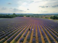 an aerial view of a lavender field with two people walking in the foreground and trees on the far side