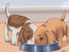 two brown and white dogs eating out of a blue bowl on the floor next to each other