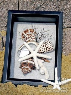 sea shells and starfish in a shadow box on the sand, with white corals