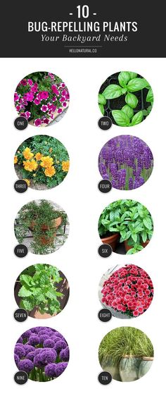 different types of flowers and plants that are labeled in the following words, which include