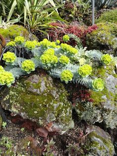 green and yellow plants are growing on the rocks in front of some other plant life