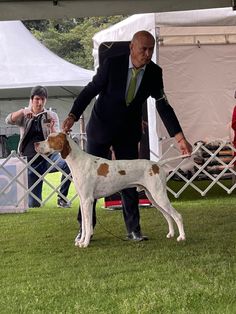 English Pointer lemon ,exposiciones caninas , pointer inglés colombia , dog show , English Pointer