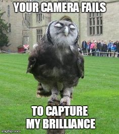 an owl sitting on top of a wooden post in front of a building with the caption, your camera falls to capture my billiance