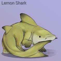 a drawing of a lemon shark sitting on the ground