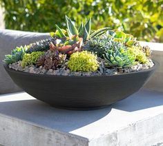 a bowl filled with lots of succulents sitting on top of a table