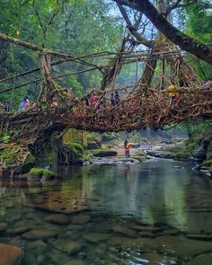 people crossing a bridge over a stream in the woods