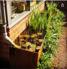 the pond is filled with water lilies and green plants in front of a window