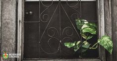 a plant is growing out of an old window