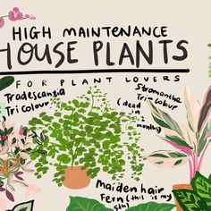 By Hello Miss May on Instagram: "Looking for house plants as gifts? Here’s a little compilation of high maintenance 🪴 to avoid & easy ones to care for. Happy week all xx" Looking For Houses, Happy Week, High Maintenance, Plant Gifts, Tropical Garden, Plant Lover, My House, In The Garden, Indoor Plants