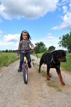 Big Teddy Bear, Big Teddy, Dog Exercise, Dog Safety