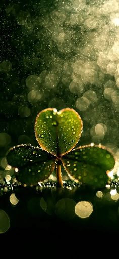 a green leaf with water droplets on it