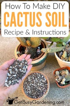 how to make diy cactus soil recipe and instructions for growing cacti in pots