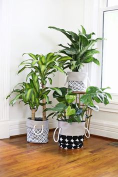 three potted plants sitting on top of a hard wood floor next to a window