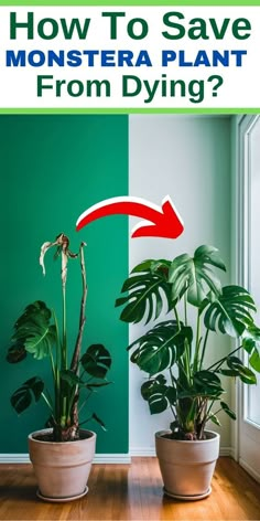 "Monstera plant care, Monstera plant problems, Monstera plant 
troubleshooting, Monstera plant tips, Monstera plant rescue, Monstera plant 
revival, Monstera plant health, Monstera plant maintenance, Monstera plant 
recovery, Monstera plant revival techniques." How To Revive A Monstera Plant, Plant Problems And Solutions, Monstera Repotting, Monstera Deliciosa Care, Propagation Wall, Plant Deficiencies, Monstera Care, Garden Farming, Keeping Plants Alive