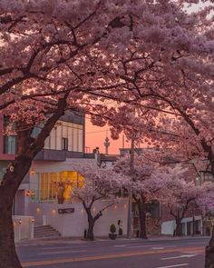 the trees are blooming on the street in front of the building with many windows