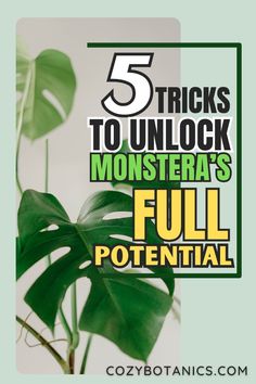 a green plant with the words 5 tricks to unlock monsters full potential