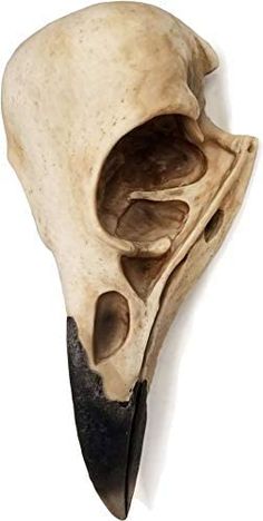 an animal's skull is shown with the lower jaw exposed