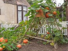 an orange tree growing in the middle of a garden with lots of fruit on it