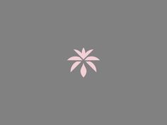 a pink flower on a gray background