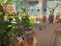 some plants are sitting on a small table in front of a window with water bottles