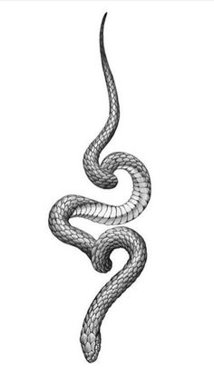 a black and white drawing of a snake's head with the tail curled up