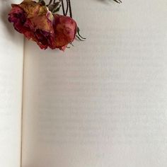 an open book with dried flowers on it