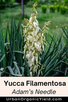 yucca filamentosa'adam's needle'is an unusual flower