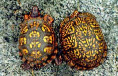 two tortoises sitting on the ground next to each other