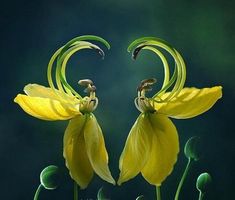 two yellow flowers with green stems in front of a dark blue background, one has its petals open and the other is closed