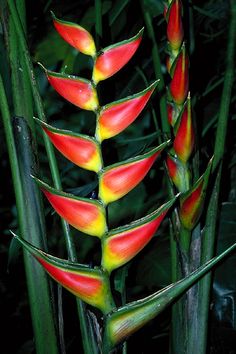 red and yellow flowers with green stems in the foreground on a dark background,