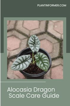 a potted plant with the words alocasia dragon scale care guide on it