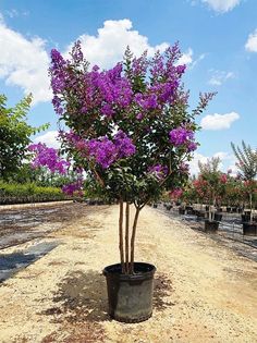 there is a potted plant with purple flowers in the middle of the dirt road