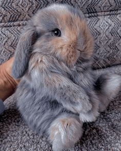 a small rabbit sitting on top of a couch