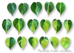 green leaves are arranged in the shape of heart shaped shapes on a white background with text that reads house plant journal