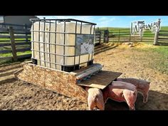 a pig is pulling a cart full of milk on it's back in the middle of a dirt field