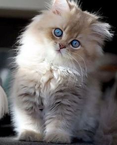 a fluffy kitten with blue eyes sitting on the floor