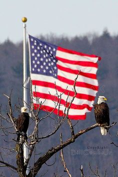 two bald eagles sitting on top of a tree next to an american flag