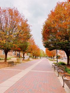 an empty street lined with benches and trees in fall colors on a cloudy, overcast day