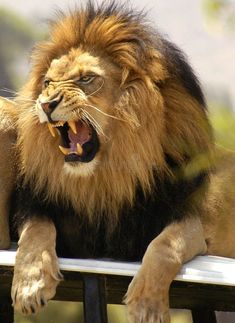 a large lion sitting on top of a metal bench with its mouth open and it's teeth wide open