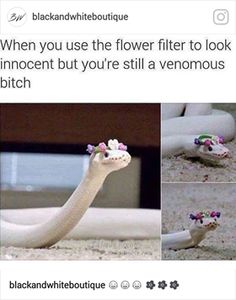 Pic Cute, Cute Jokes, Ball Python, Funny Animal Memes, E Card, Animal Memes