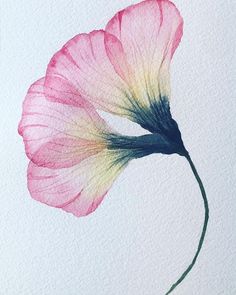 a watercolor painting of a pink flower on a white paper with blue and yellow tips