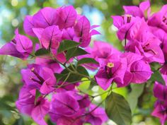 purple flowers with green leaves in the background