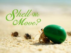 a green egg sitting on top of sand with the words shell we move in front of it