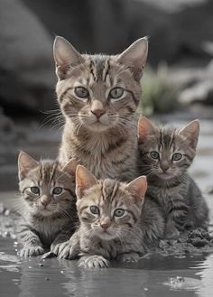 three kittens are sitting together in the water and one is looking at the camera