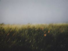 a field with tall grass and flowers in the foreground