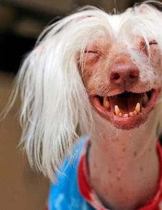 a dog with long white hair has its eyes closed and it's tongue out