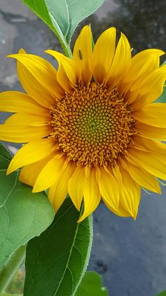 a large yellow sunflower with green leaves