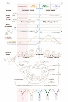 Regulate Your Menstrual Cycle by Oliv Jammie | This newsletter was created with Smore, an online tool for creating beautiful newsletters for educators, businesses and more Menstrual Cycle Diagram, Discharge Female Chart Cycle, Follicular Phase Symptoms, Female Hormones Chart, Menstrual Cycle Phases Explained, Menstrual Cycle Phases Chart, Cyclical Fitness, Luteal Phase Symptoms, Period Knowledge